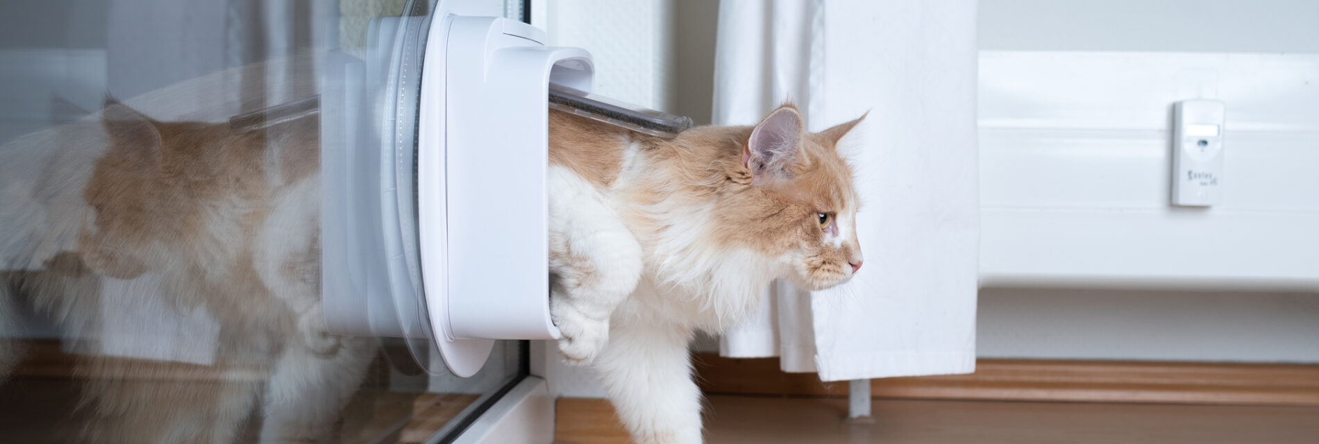 Chat Maine Coon passant par une chatière dans une porte vitrée